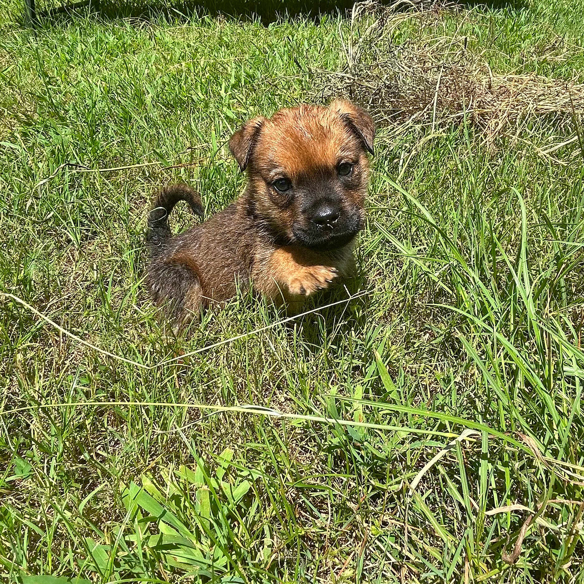 Bear joined the competition — help win amazing prizes! adorable, animal, brown, curious, cute, dog, field, fur, grass, green, mammal, nature, one_paw_raised, outdoor, pet, playful, puppy, small, sunlight, young