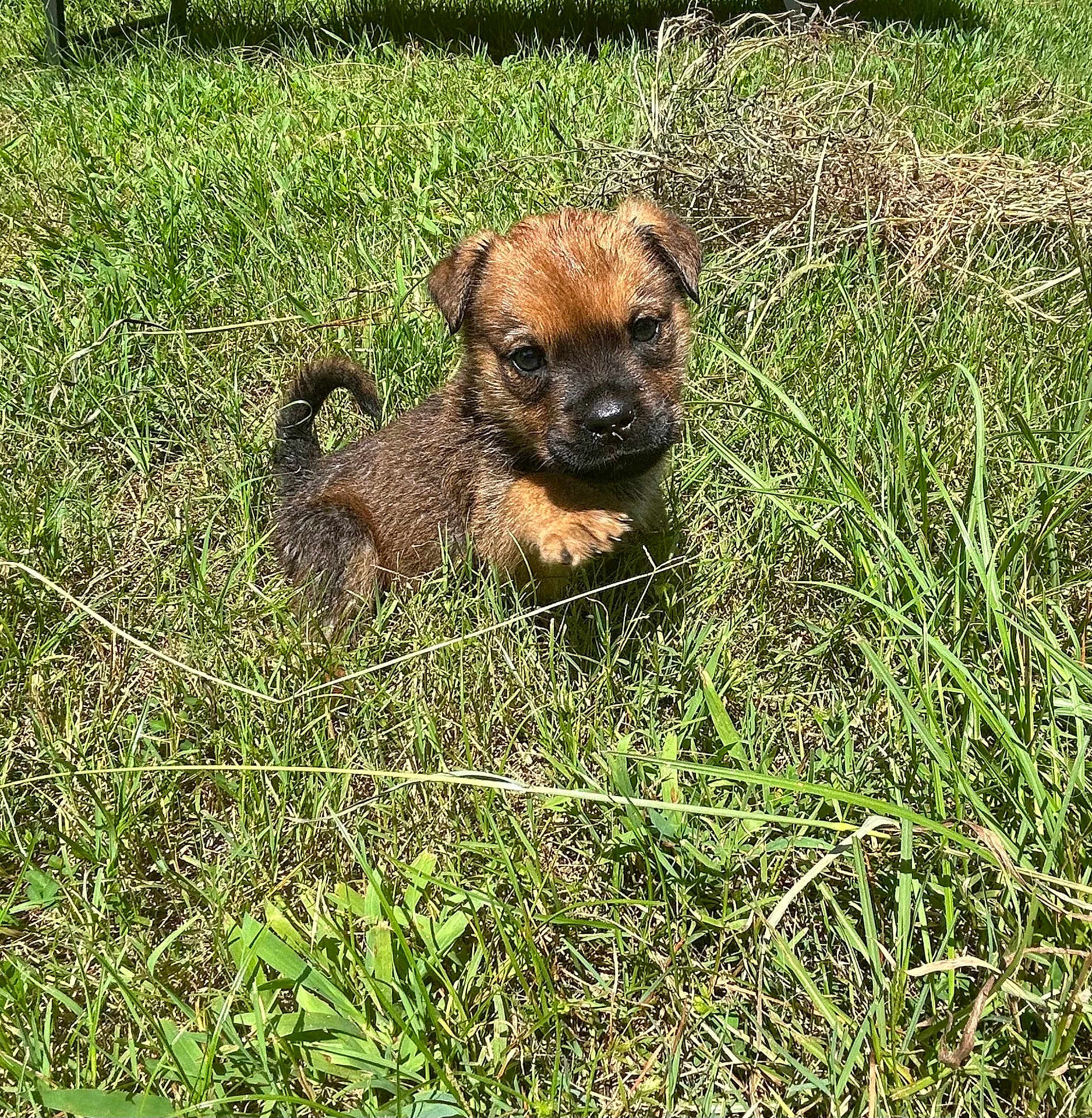 Bear joined the competition — help win amazing prizes! puppy, dog, grass, outdoor, pet, young, brown, cute, small, nature, animal, sunlight, playful, fur, mammal, adorable, one_paw_raised, curious, green, field