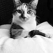 Poupette participe au concours pour gagner de l'argent avec cette photo : abyssinian, angora, animal, bed, blanket, cat, furniture, indoors, kitten, manx, pet, siamese, white