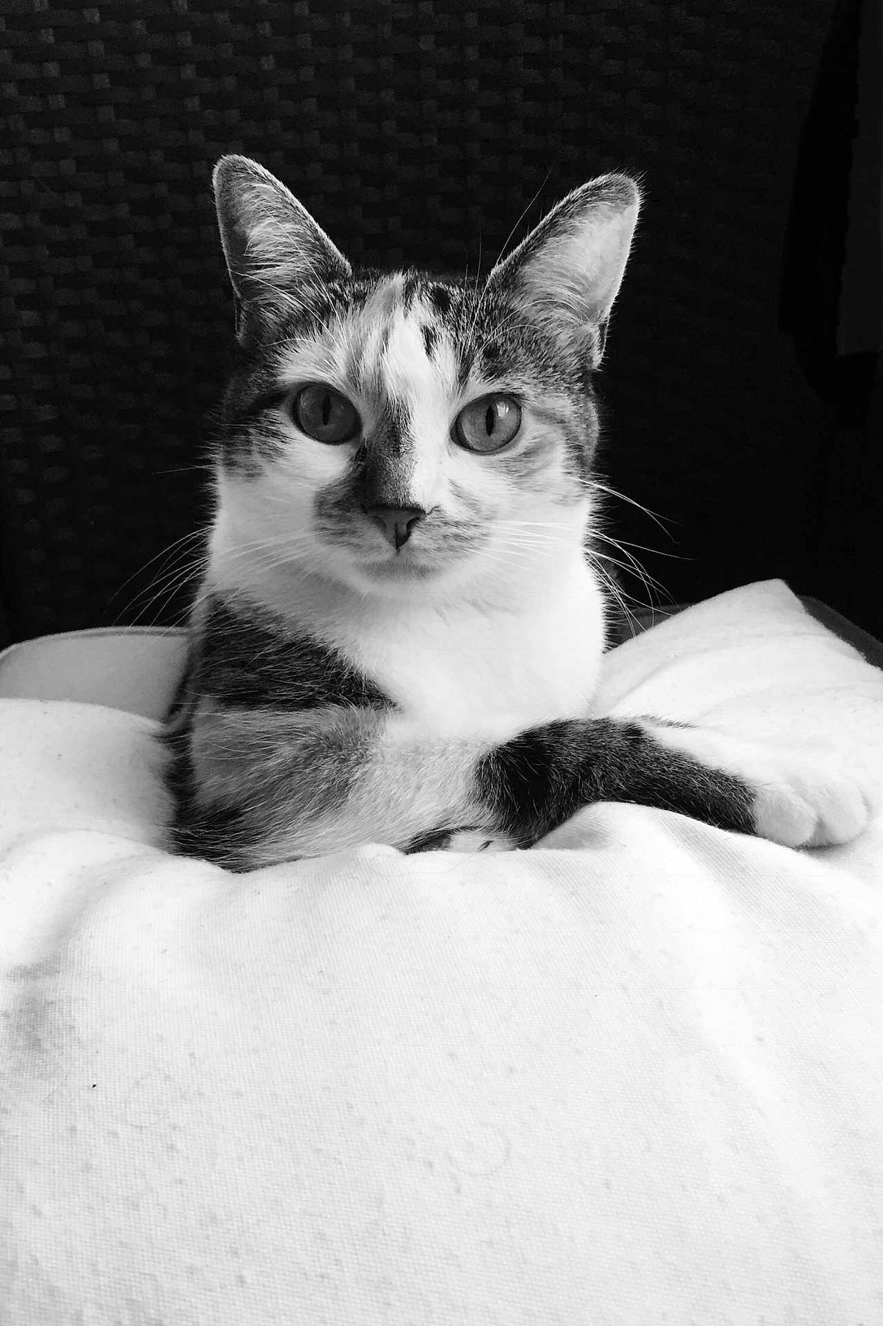 Poupette participe au concours pour gagner de l'argent avec cette photo : abyssinian, angora, animal, bed, blanket, cat, furniture, indoors, kitten, manx, pet, siamese, white