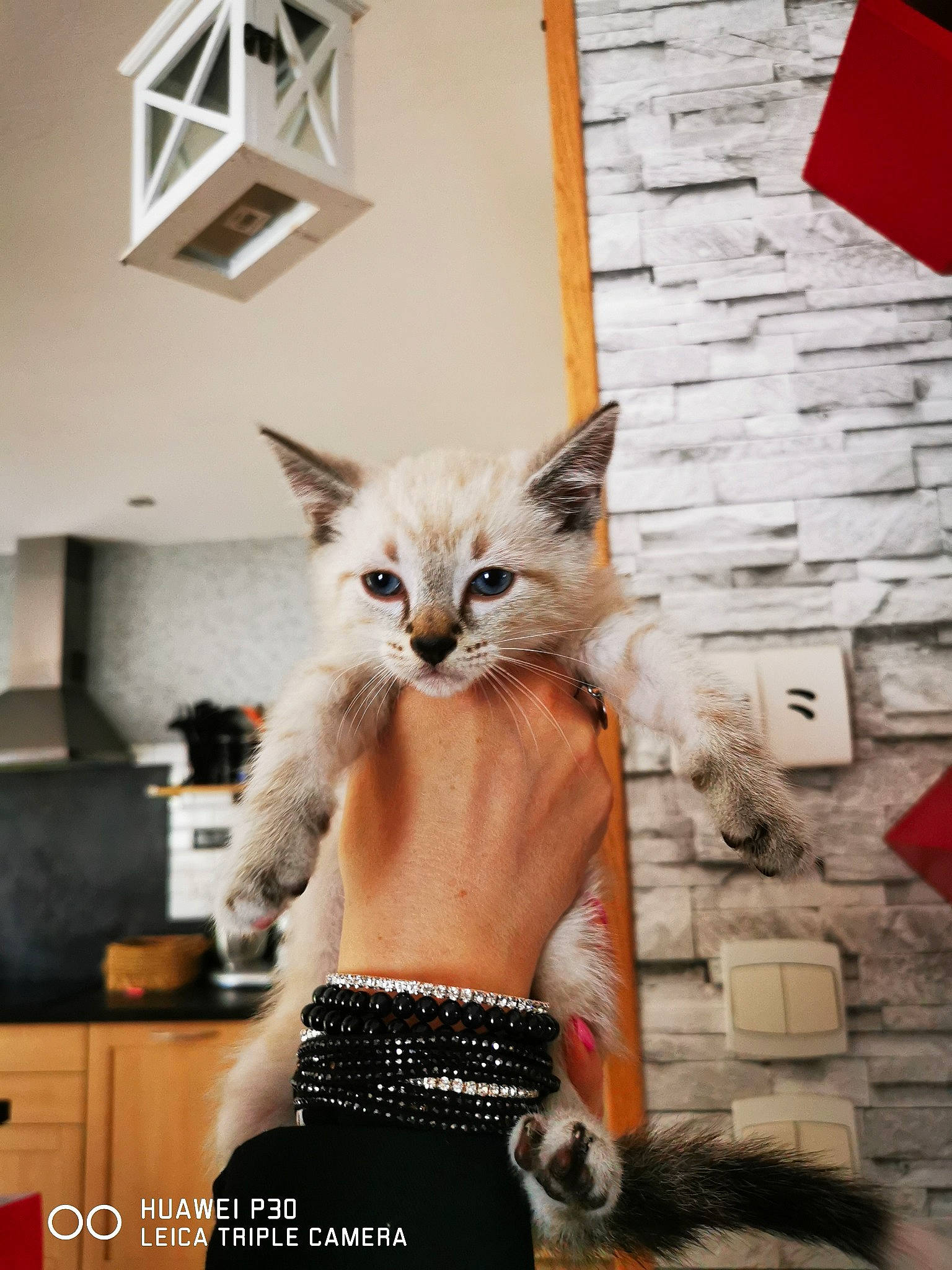 Gyzmo participe au concours pour gagner de l'argent avec cette photo : abdomen, carnivore, cat, costume, domestic_short_haired_cat, fashion_design, fawn, felidae, flooring, fur, headgear, paw, small_to_medium_sized_cats, snout, tail, trunk, waist, whiskers, window, wood