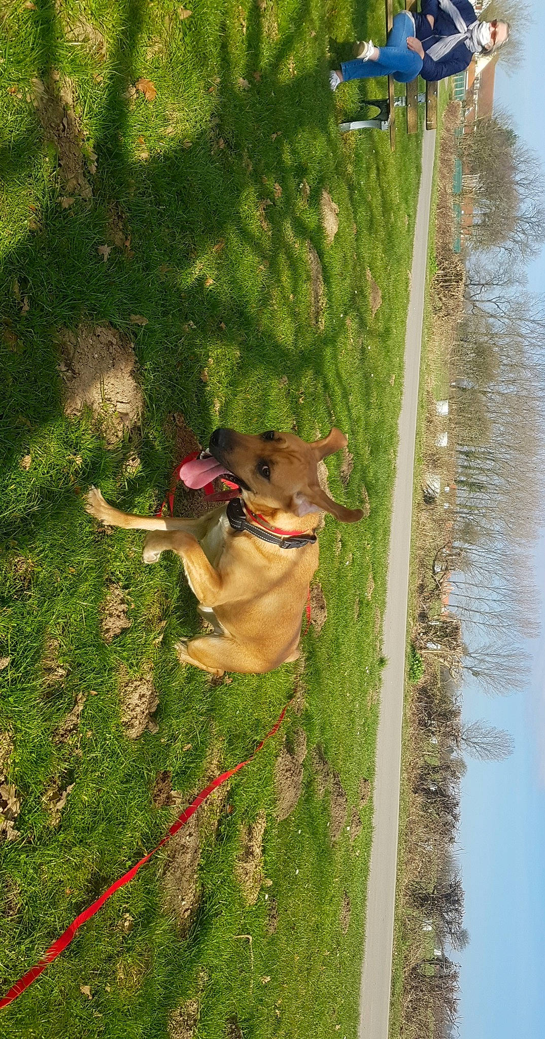 Saya a rejoint le concours — aidez-le/la à gagner de superbes lots ! canidae, carnivore, collar, companion_dog, dog, dog_breed, dog_collar, dog_supply, fawn, grass, guard_dog, lake, leash, pet_supply, plant, snout, sporting_group, tail, water, working_animal