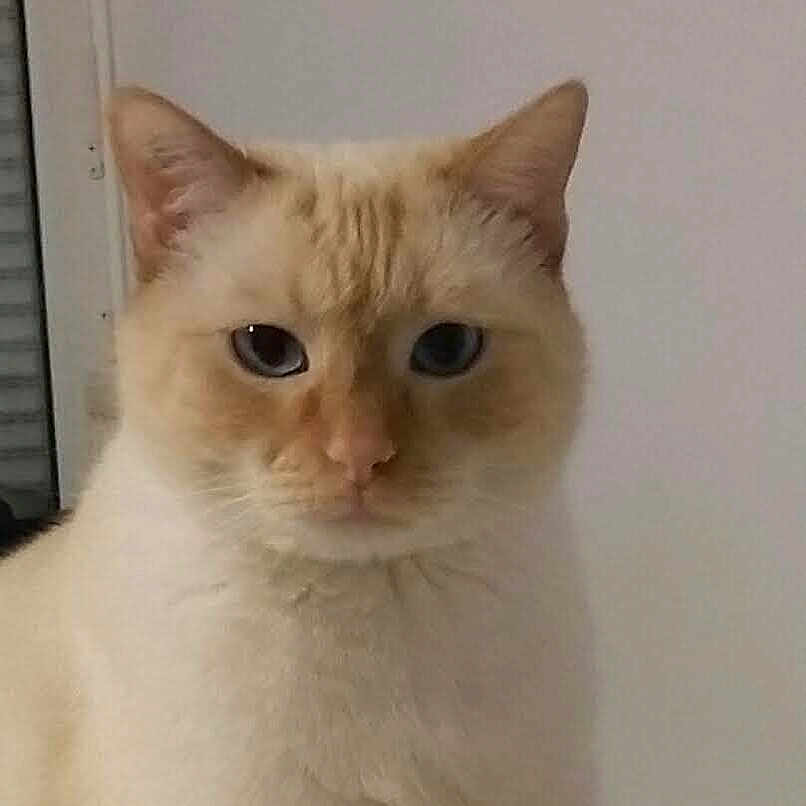 Lenon a rejoint le concours — aidez-le/la à gagner de superbes lots ! angora, animal, cat, kitten, manx, pet, siamese