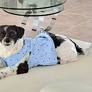 Koko joined the competition — help win amazing prizes! black_and_white, blue_coat, clothing, companion, cushion, cute, dog, fur, glass_table, household, indoor, looking_at_camera, lying_down, paw, pet, portrait, relaxed, small_dog, tail, tile_floor