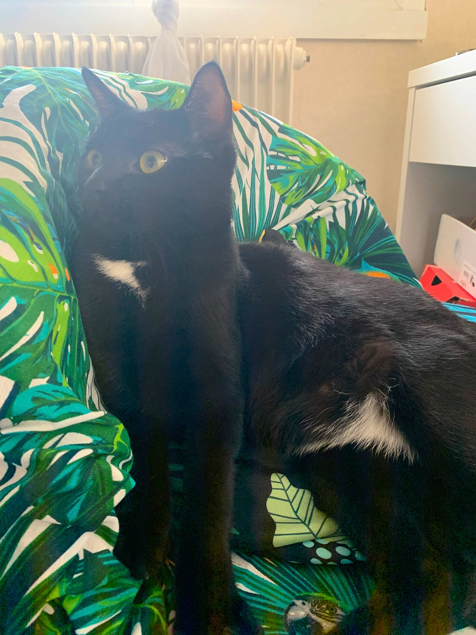 Fuji a rejoint le concours — aidez-le/la à gagner de superbes lots ! asian, black_cat, bombay, carnivore, cat, chartreux, domestic_short_haired_cat, felidae, fur, green, korat, russian_blue, small_to_medium_sized_cats, tail, whiskers