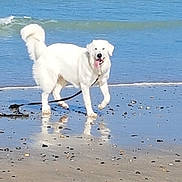 Maya a rejoint le concours — aidez-le/la à gagner de superbes lots ! dog, white_dog, beach, ocean, sand, water, reflection, leash, panting, happy_dog, waves, shoreline, paws, canine, outdoors, sunny, playful, fur, horizon, pebbles
