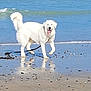 dog, white_dog, beach, ocean, sand, water, reflection, leash, panting, happy_dog, waves, shoreline, paws, canine, outdoors, sunny, playful, fur, horizon, pebbles