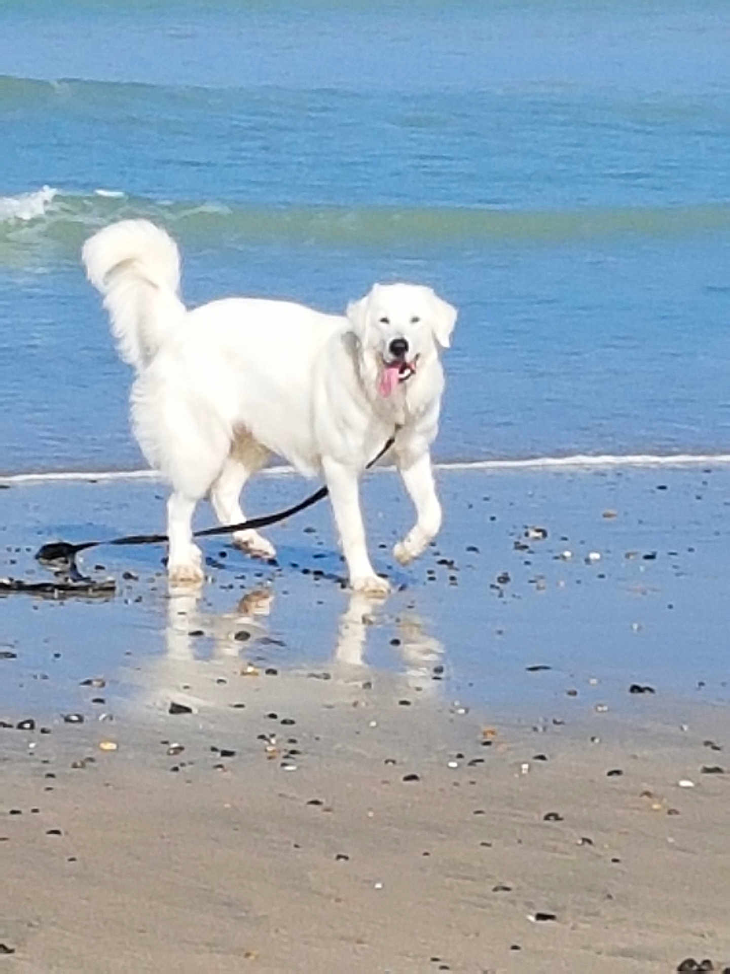 Maya a rejoint le concours — aidez-le/la à gagner de superbes lots ! dog, white_dog, beach, ocean, sand, water, reflection, leash, panting, happy_dog, waves, shoreline, paws, canine, outdoors, sunny, playful, fur, horizon, pebbles