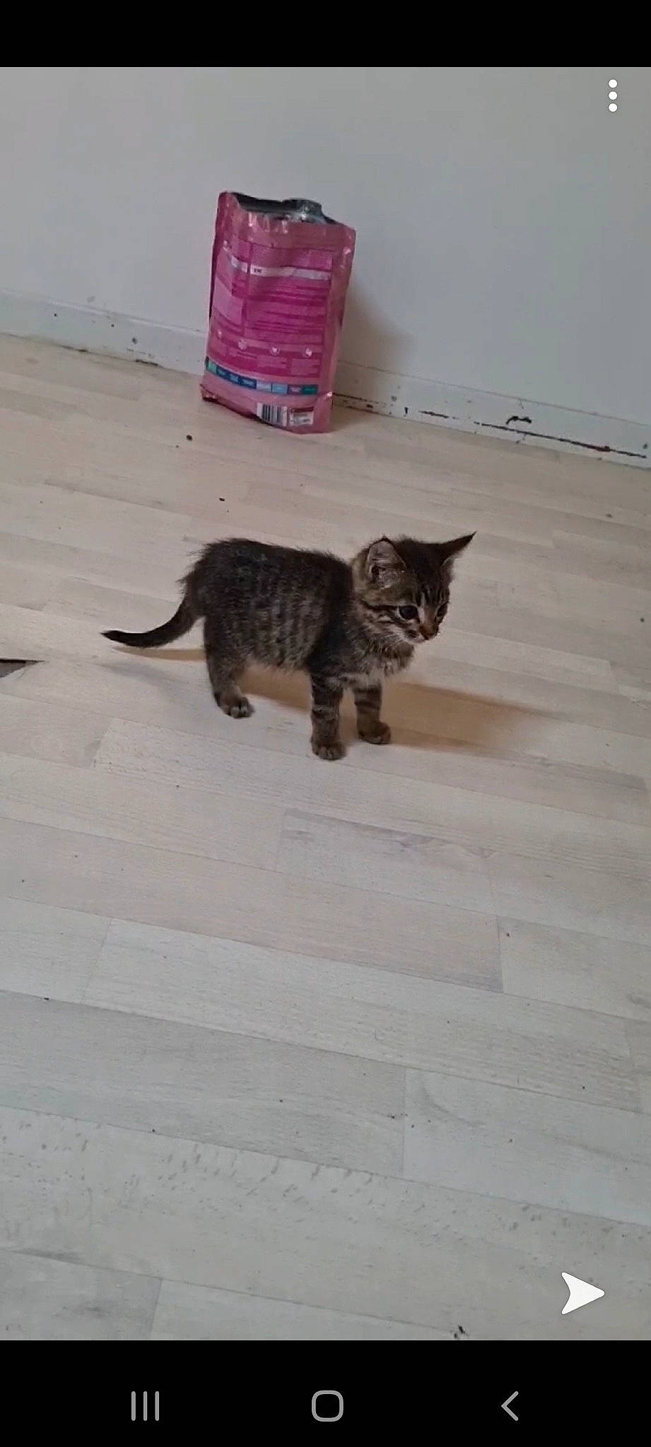 Rubys a rejoint le concours — aidez-le/la à gagner de superbes lots ! asian, carnivore, cat, domestic_short_haired_cat, dragon_li, egyptian_mau, european_shorthair, fawn, felidae, floor, flooring, german_rex, kitten, mammal, polydactyl_cat, small_to_medium_sized_cats, tabby_cat, tail, whiskers, wood