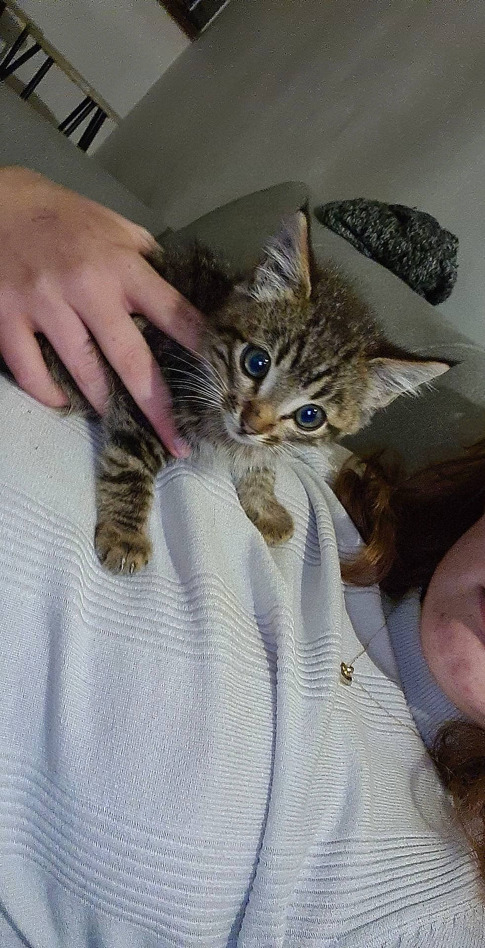 Rubys a rejoint le concours — aidez-le/la à gagner de superbes lots ! american_shorthair, american_wirehair, asian, carnivore, cat, claw, domestic_short_haired_cat, dragon_li, european_shorthair, felidae, fur, gesture, hand, kitten, mammal, pixie_bob, small_to_medium_sized_cats, tabby_cat, toyger, whiskers