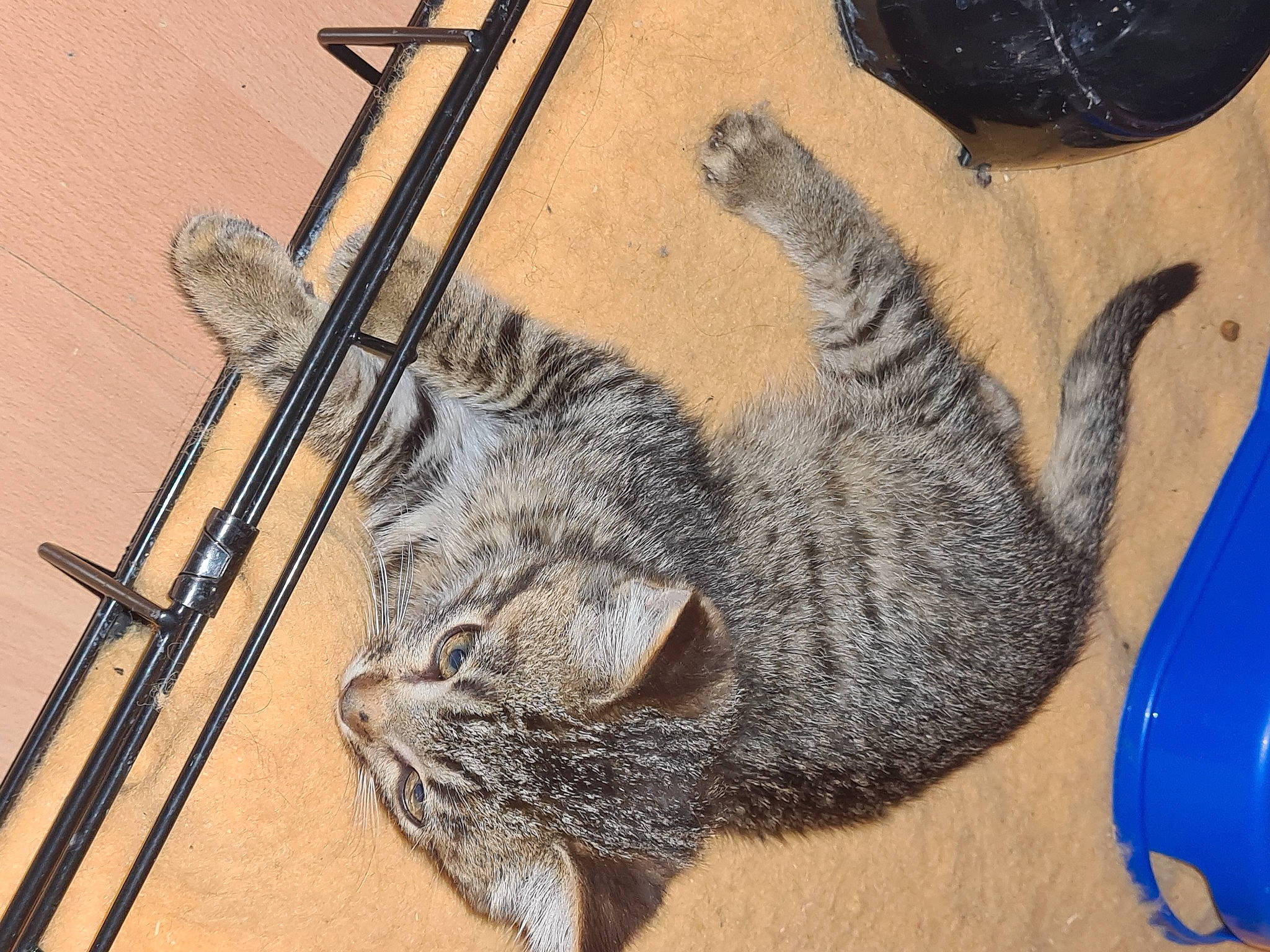 Rubys a rejoint le concours — aidez-le/la à gagner de superbes lots ! asian, british_shorthair, carnivore, cat, chartreux, domestic_short_haired_cat, dragon_li, european_shorthair, felidae, fur, kitten, mammal, small_to_medium_sized_cats, tabby_cat, tail, whiskers, wild_cat