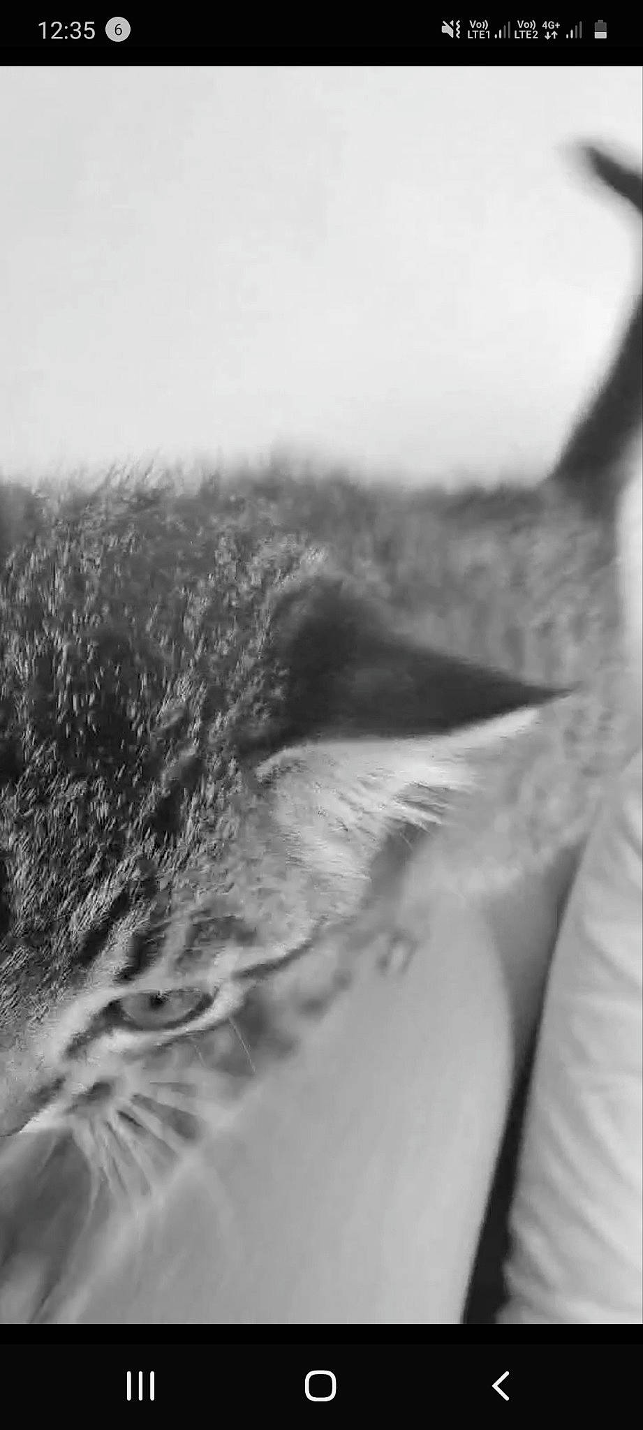 Rubys a rejoint le concours — aidez-le/la à gagner de superbes lots ! black_and_white, cat, close_up, ear, eye, eyebrow, felidae, fur, head, iris, monochrome, monochrome_photography, neck, organ, photography, skin, small_to_medium_sized_cats, snout, whiskers, white