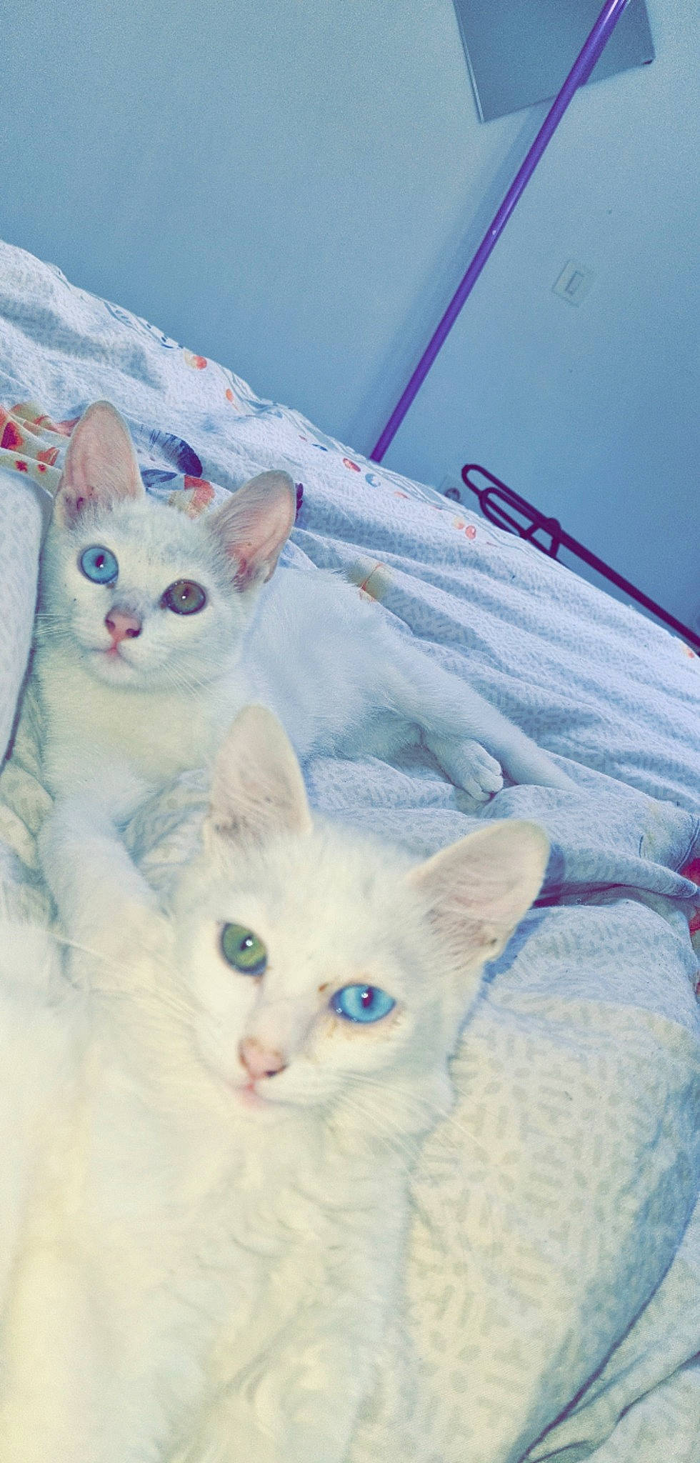 Saphir participe au concours pour gagner de l'argent avec cette photo : carnivore, cat, comfort, creative_arts, domestic_short_haired_cat, fawn, felidae, fur, iris, pattern, paw, small_to_medium_sized_cats, tail, terrestrial_animal, whiskers, white