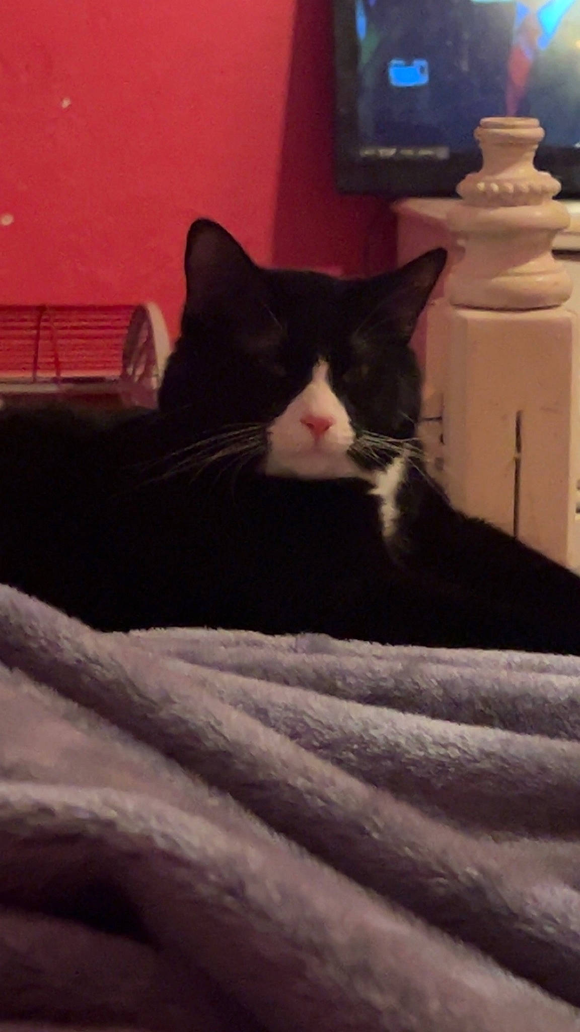 Boots is registered to the contest to win money with this photo: black_cat, carnivore, cat, cloud, comfort, domestic_short_haired_cat, felidae, fur, grey, human_leg, light, linens, room, small_to_medium_sized_cats, snout, tail, tints_and_shades, whiskers, window, wood