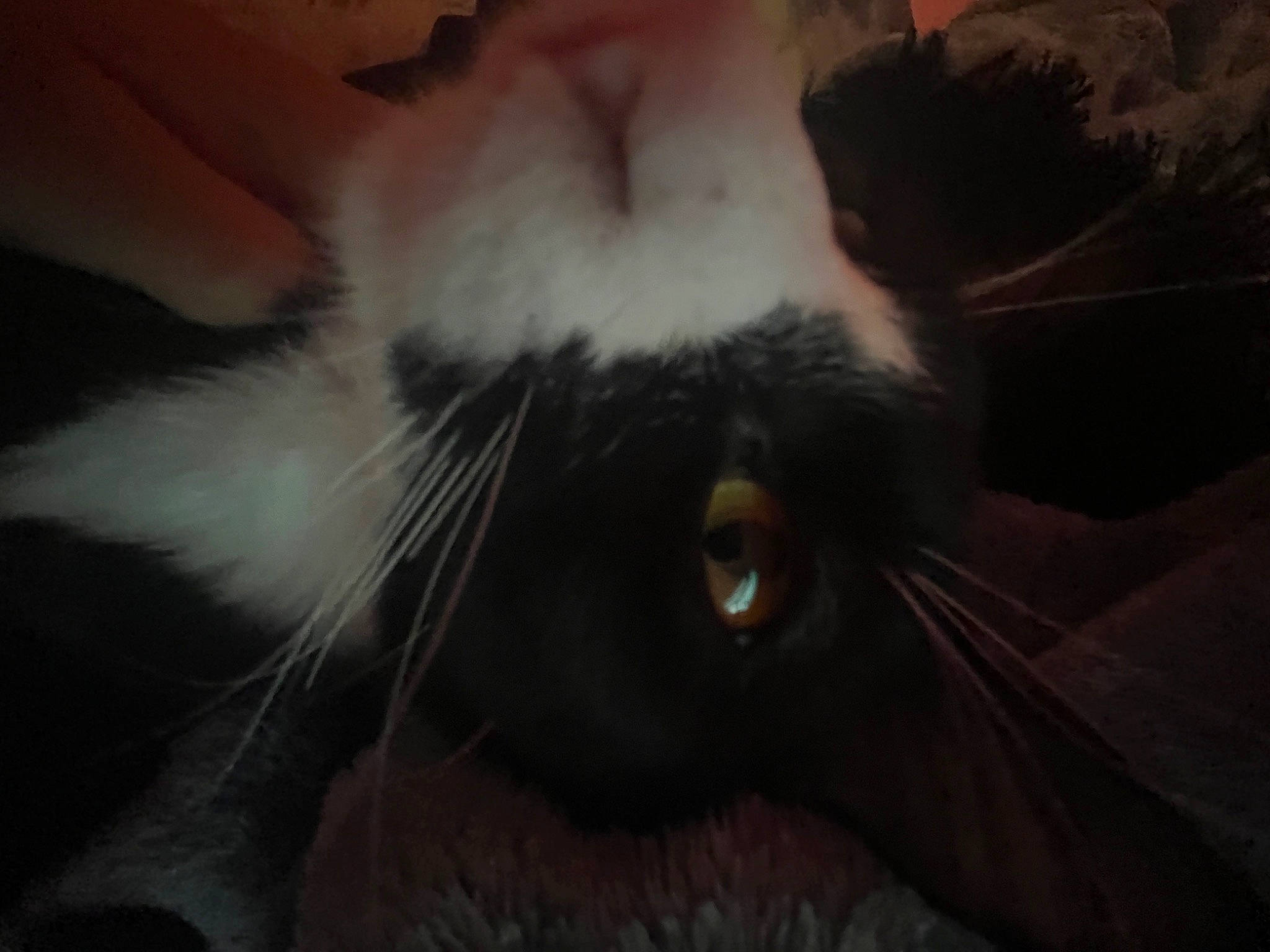 Boots is registered to the contest to win money with this photo: black_cat, carnivore, cat, cloud, darkness, domestic_short_haired_cat, ear, eyelash, felidae, fur, night, paw, plant, sky, small_to_medium_sized_cats, snout, tail, whiskers