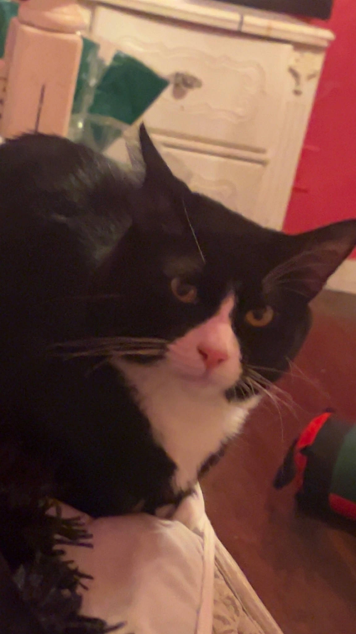 Boots is registered to the contest to win money with this photo: box, carnivore, cat, comfort, domestic_short_haired_cat, eye, felidae, fur, lap, paw, small_to_medium_sized_cats, snout, square, tail, whiskers, window