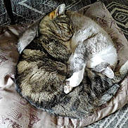 Tigrou a rejoint le concours — aidez-le/la à gagner de superbes lots ! animal, cat, comfort, companion, cozy, cushion, cute, feline, fur, home, indoor, patterned, peaceful, pets, relaxation, resting, sleeping, snuggling, tabby, two_cats