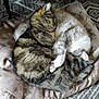 animal, cat, comfort, companion, cozy, cushion, cute, feline, fur, home, indoor, patterned, peaceful, pets, relaxation, resting, sleeping, snuggling, tabby, two_cats