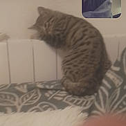 Ambre a rejoint le concours — aidez-le/la à gagner de superbes lots ! animal, blanket, blurred, cat, communication, couch, cozy, face, furniture, home, indoor, person, pet, portrait, screen, sitting, striped, tabby_cat, technology, video_call