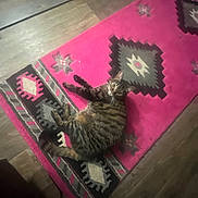Kitty Kitty is registered to the contest to win money with this photo: animal, cat, cozy, curious, domestic_cat, feline, flooring, home_interior, indoor, laying_down, looking_up, patterned_rug, pet, pink_rug, relaxed, resting, rug, striped, tabby, wooden_floor