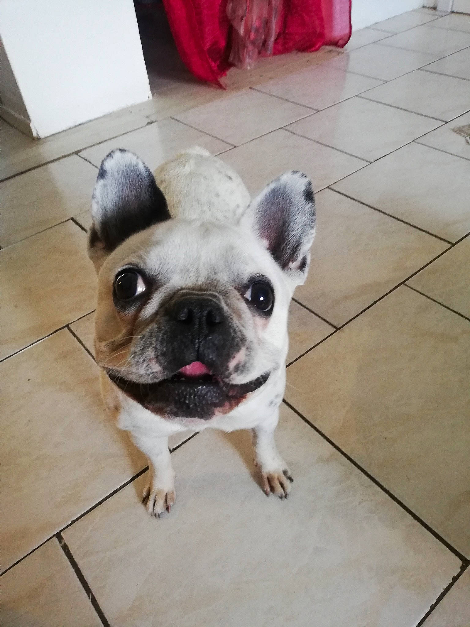 Chanelle a rejoint le concours — aidez-le/la à gagner de superbes lots ! canidae, carnivore, companion_dog, dog, dog_breed, fawn, floor, flooring, fur, hardwood, pet_supply, pug, snout, sporting_group, terrestrial_animal, tile_flooring, toy_dog, whiskers, working_animal, wrinkle