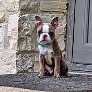 Rubble is registered to the contest to win money with this photo: dog, puppy, boston_terrier, pet, animal, sitting, doormat, stone_wall, door, collar, outdoor, cute, ears, fur, expression, front_view, small_dog, young, alert, companionship