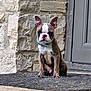 dog, puppy, boston_terrier, pet, animal, sitting, doormat, stone_wall, door, collar, outdoor, cute, ears, fur, expression, front_view, small_dog, young, alert, companionship