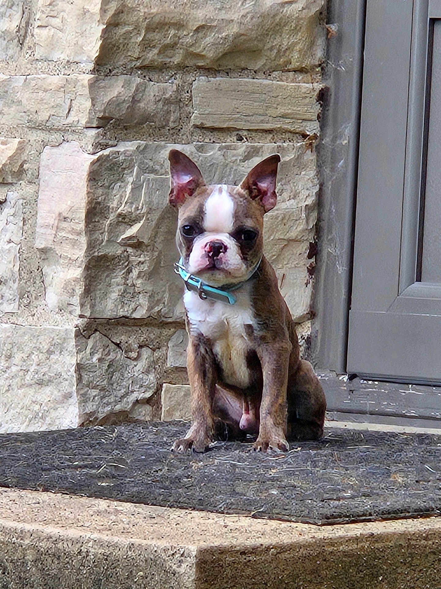 Rubble is registered to the contest to win money with this photo: dog, puppy, boston_terrier, pet, animal, sitting, doormat, stone_wall, door, collar, outdoor, cute, ears, fur, expression, front_view, small_dog, young, alert, companionship