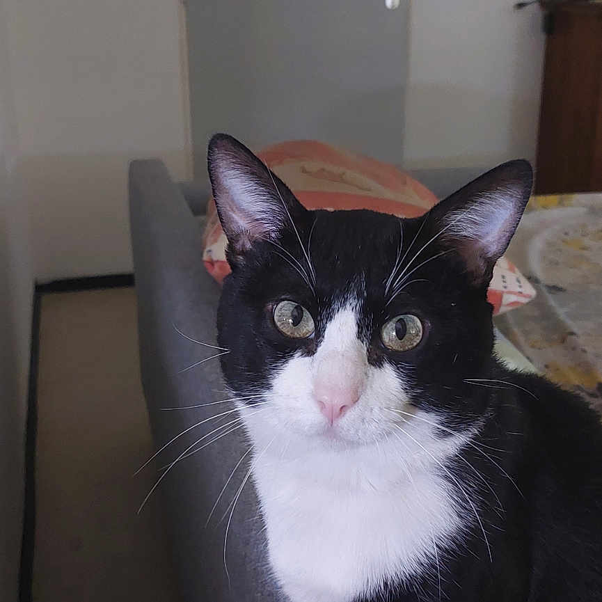 Mémé a rejoint le concours — aidez-le/la à gagner de superbes lots ! abyssinian, animal, architecture, blackcat, building, cat, chair, couch, cushion, furniture, hardwood, homedecor, indoors, kitten, livingroom, manx, pet, room, siamese, wood