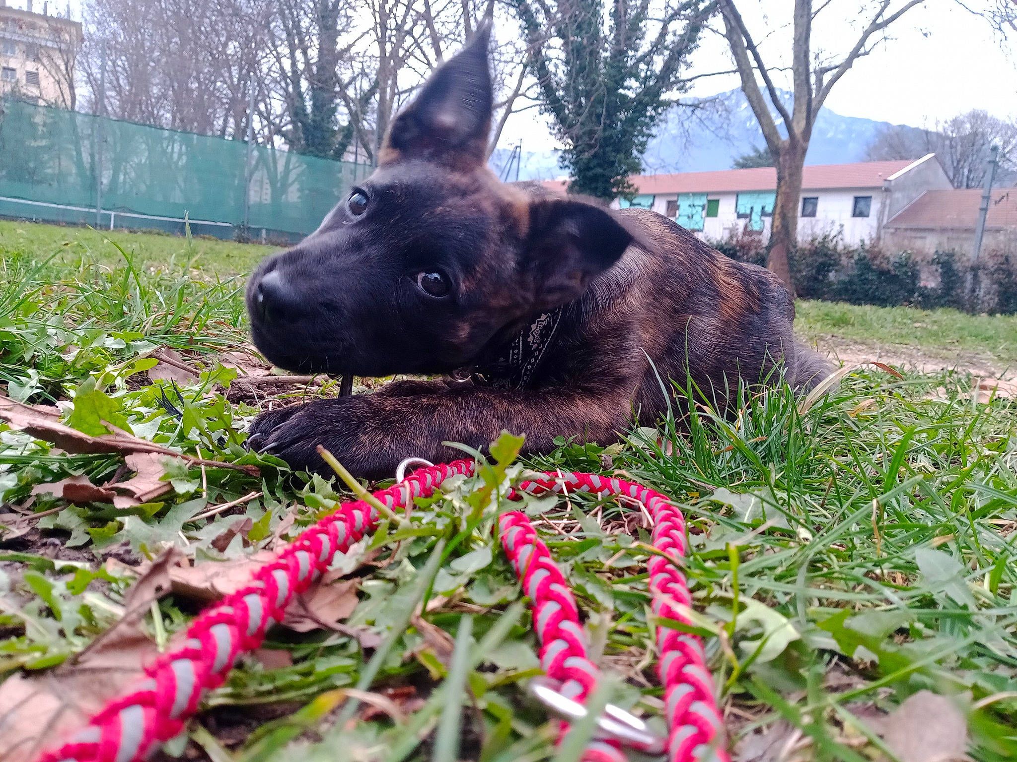 Soyka participe au concours pour gagner de l'argent avec cette photo : annual_plant, canidae, carnivore, dog, dog_breed, fawn, grass, groundcover, herbaceous_plant, petal, plant, shrub, snout, sporting_group, tail, terrestrial_animal, terrestrial_plant, tree, window, working_animal