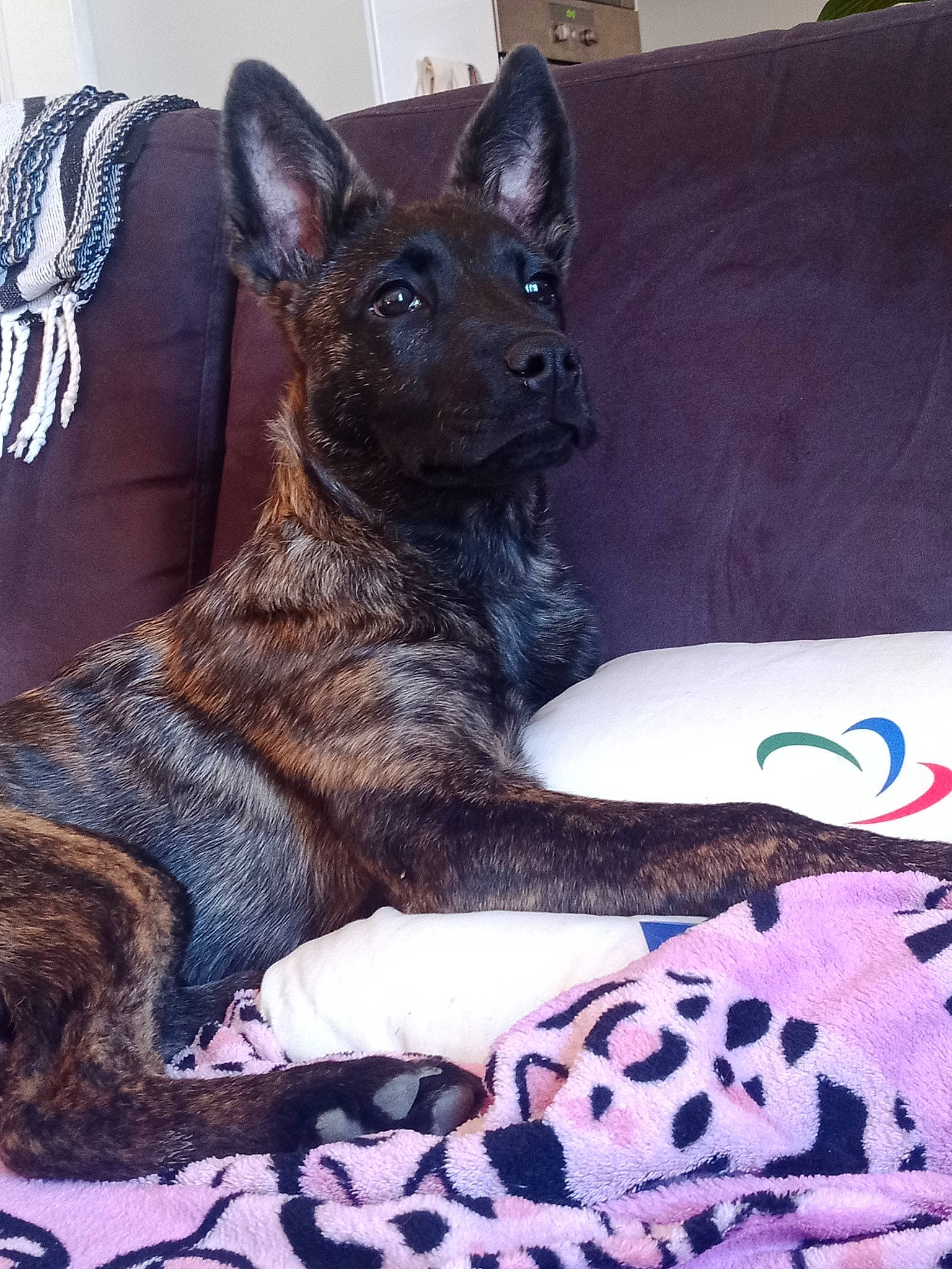 Soyka a rejoint le concours — aidez-le/la à gagner de superbes lots ! canidae, carnivore, comfort, companion_dog, couch, dog, dog_breed, east_european_shepherd, fawn, felidae, fur, guard_dog, herding_dog, linens, pattern, snout, sporting_group, whiskers, working_animal, working_dog