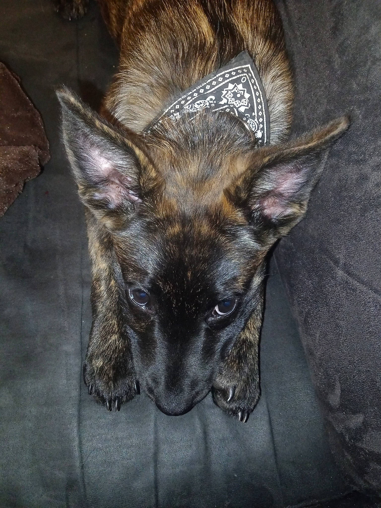 Soyka participe au concours pour gagner de l'argent avec cette photo : art, canidae, carnivore, claw, dog, dog_breed, domestic_short_haired_cat, eye, fawn, felidae, fur, grey, head, human_body, small_to_medium_sized_cats, snout, sporting_group, terrestrial_animal, whiskers, wildlife