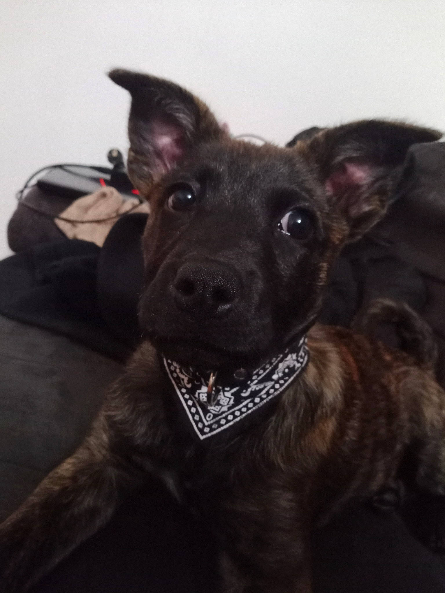 Soyka participe au concours pour gagner de l'argent avec cette photo : borador, canidae, carnivore, collar, companion_dog, dog, dog_breed, dog_collar, ear, eye, fawn, fur, guard_dog, liver, puppy, snout, sporting_group, toy_dog, whiskers, working_animal