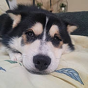 Ozzy joined the competition — help win amazing prizes! dog, puppy, close_up, resting, sleepy, fur, blanket, indoors, face, nose, ears, cute, pet, animal, cozy, bed, comfort, black_and_white, tan, expression