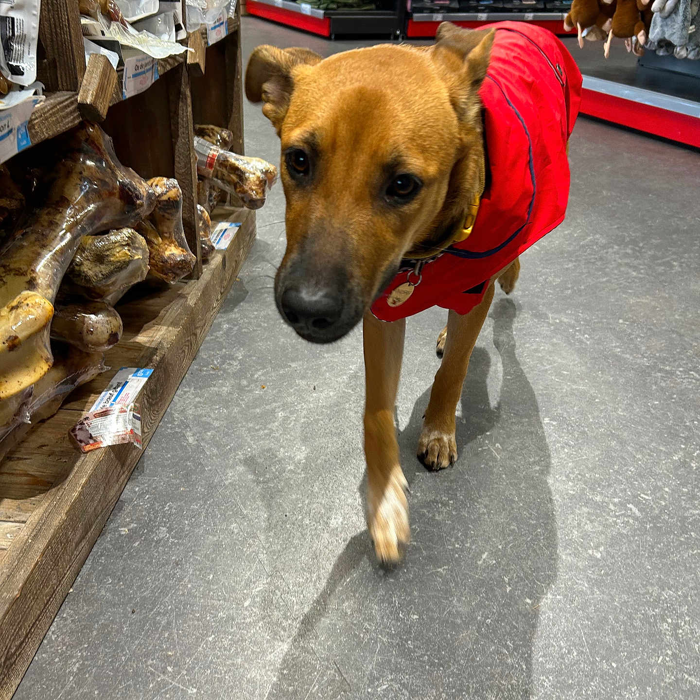Luna participe au concours pour gagner de l'argent avec cette photo : animal, brown_dog, canine, close_up, collar, curious, dog, dog_bones, floor, indoor, mammal, pet_store, pet_supplies, red_jacket, retail, shelf, shopping_aisle, store_interior, toys, walking
