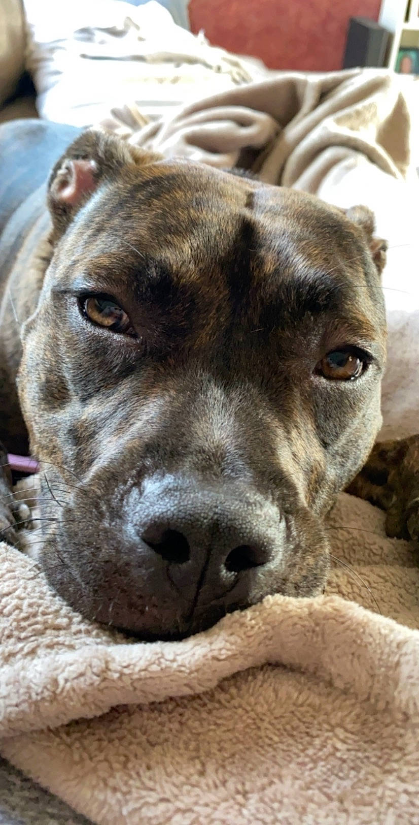 Momo is registered to the contest to win money with this photo: ancient_dog_breeds, canidae, carnivore, collar, companion_dog, dog, dog_breed, ear, fawn, fur, guard_dog, liver, non_sporting_group, snout, sporting_group, terrestrial_animal, whiskers, working_animal, working_dog, wrinkle