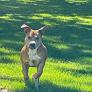 Denali joined the competition — help win amazing prizes! animal, ball, canine, dog, field, grass, grassland, green, grove, land, lawn, nature, outdoors, park, pet, plant, sport, tree, vegetation, woodland