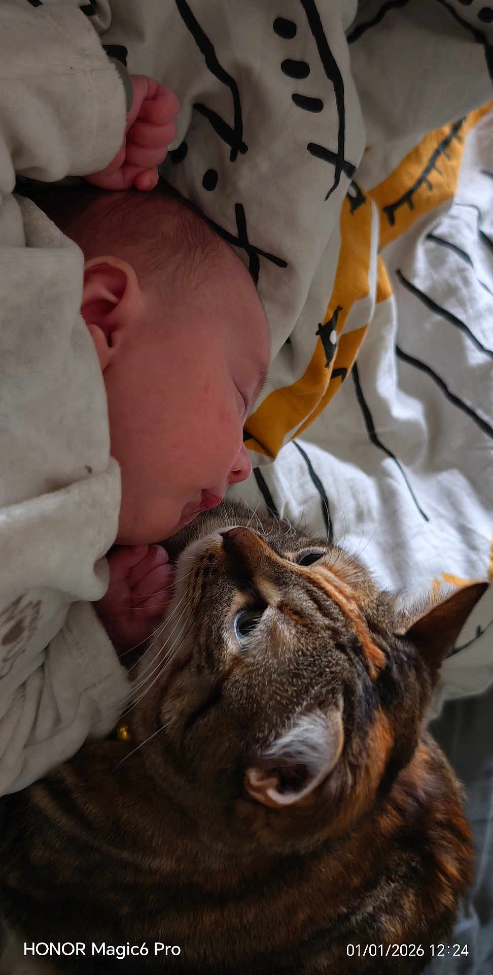 Aleck a rejoint le concours — aidez-le/la à gagner de superbes lots ! baby, cat, sleeping, tabby_cat, blanket, cozy, indoor, cute, animal, child, pet, friendship, resting, face, fur, pattern, closeup, comfort, toddler, peaceful