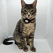 Miso is registered to the contest to win money with this photo: alert, animal, cat, collar, cute, domestic_cat, ears, feline, fur, indoor, lightbox, looking, pet, portrait, sitting, striped, tabby, tail, whiskers, young_cat