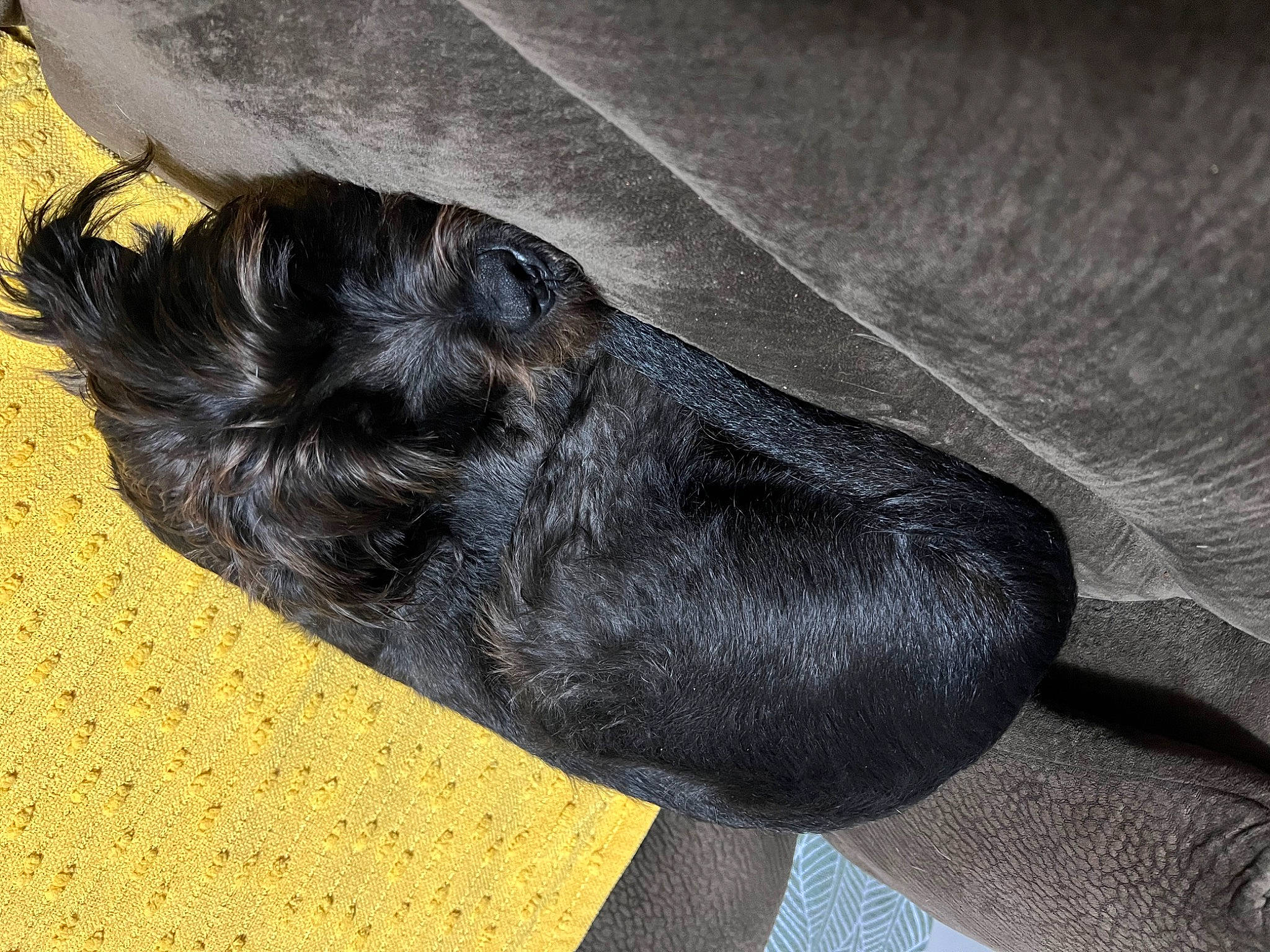 Cash joined the competition — help win amazing prizes! canidae, claw, comfort, denim, dog_breed, electric_blue, foot, fur, gesture, grey, human_leg, paw, sleeve, snout, sporting_group, tail, whiskers, wing, wood