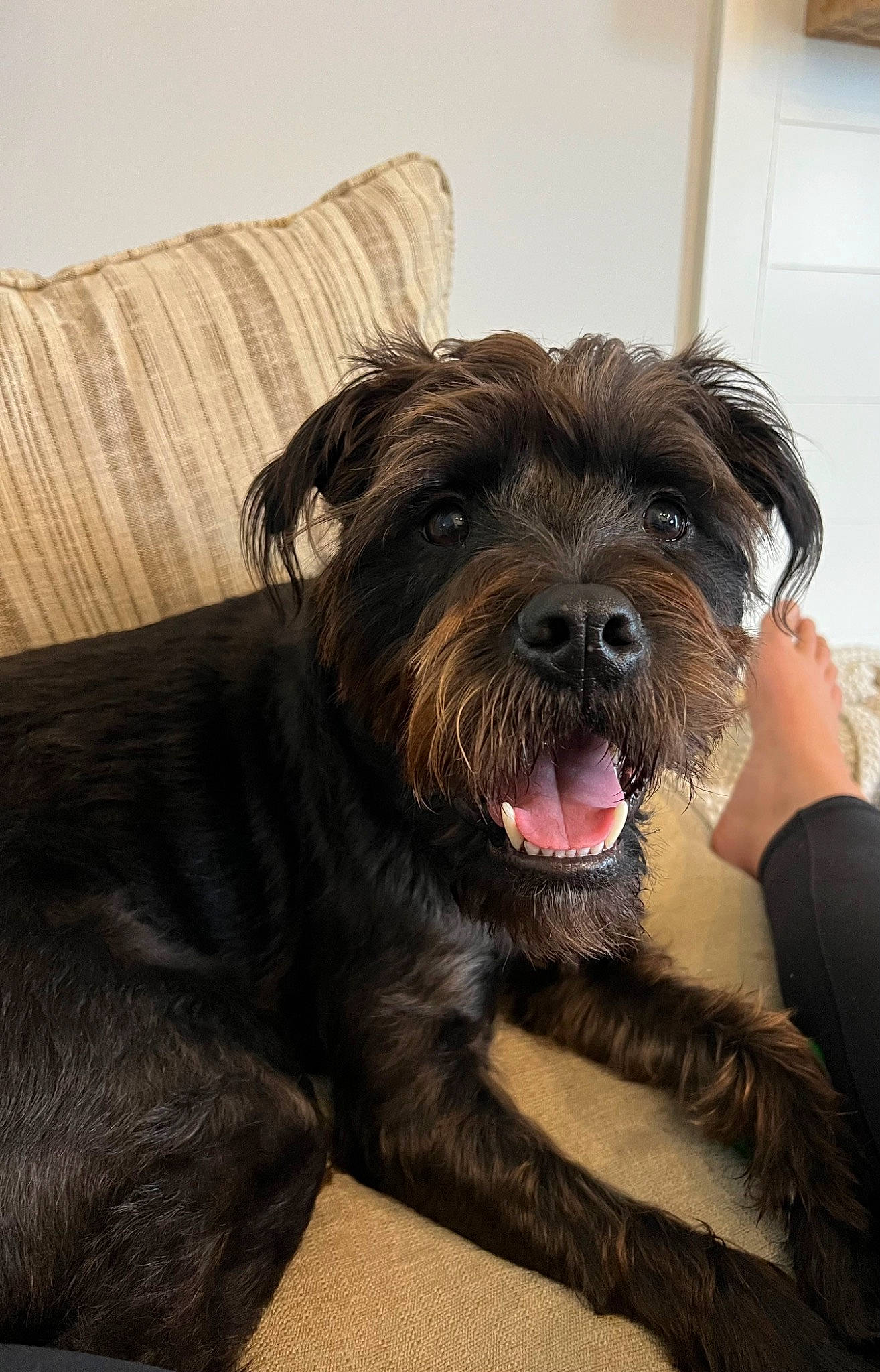 Cash joined the competition — help win amazing prizes! canidae, carnivore, claw, comfort, companion_dog, dog, dog_breed, dog_collar, foot, fur, hardwood, liver, non_sporting_group, paw, small_terrier, sporting_group, terrier, toy_dog, wood, working_animal