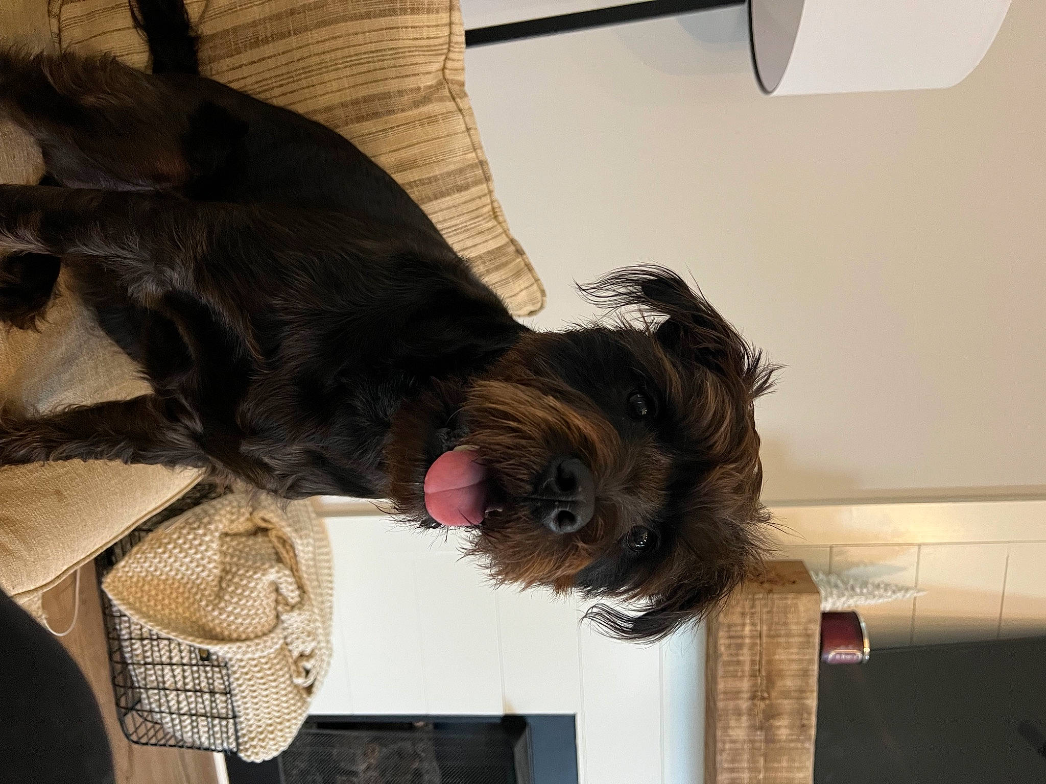 Cash is registered to the contest to win money with this photo: canidae, carnivore, collar, comfort, companion_dog, dog, dog_breed, dog_supply, fawn, fur, liver, pet_supply, small_terrier, snout, sporting_group, tail, terrier, toy_dog, water_dog, working_animal