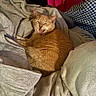 Mr. Han-Solo Dolo is registered to the contest to win money with this photo: cat, ginger_cat, blanket, pillow, cozy, indoor, resting, feline, fur, pet, comfort, soft, fabric, home, relaxed, animal, cute, sleepy, yawning, warm