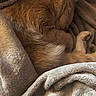 Mr. Han-Solo Dolo is registered to the contest to win money with this photo: cat, orange_cat, sleeping, blanket, cozy, fur, pet, animal, indoor, resting, soft, warm, curled_up, cute, domestic_cat, feline, nap, comfort, relaxation, closeup