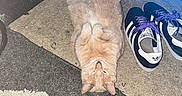 Mr. Han-Solo Dolo is registered to the contest to win money with this photo: cat, orange_cat, lying_down, curled_paws, rug, shoes, adidas_shoes, purple_laces, motorbike_wheel, blue_light, carpet, indoor, pet, relaxed, cozy, floor, feline, domestic_animal, resting, casual