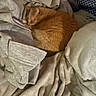 cat, orange_cat, sleeping, blanket, fabric, cozy, indoor, resting, fur, pet, comfort, texture, pile, soft, relaxation, warm, animal, domestic, nap, quiet