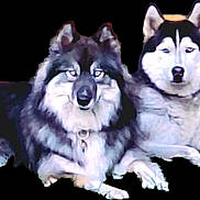 Athena And Zeus is registered to the contest to win money with this photo: animal, animal_face, canine, companion, cute, dog, domestic_animal, ears, eyes, fluffy, friendly, fur, husky, laying_down, mammal, outdoor, pet, portrait, resting, two_dogs