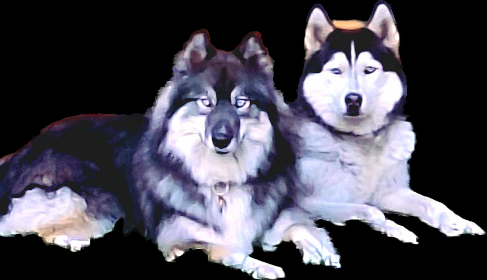 Athena And Zeus is registered to the contest to win money with this photo: animal, animal_face, canine, companion, cute, dog, domestic_animal, ears, eyes, fluffy, friendly, fur, husky, laying_down, mammal, outdoor, pet, portrait, resting, two_dogs