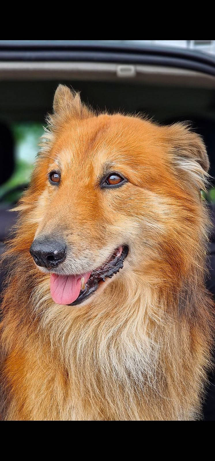 Gypsy a rejoint le concours — aidez-le/la à gagner de superbes lots ! ancient_dog_breeds, canidae, carnivore, collar, companion_dog, dog, dog_breed, eye, fawn, fur, head, jaw, liver, snout, sporting_group, terrestrial_animal, whiskers, wildlife, working_animal, working_dog