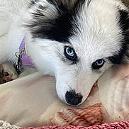 Nalu is registered to the contest to win money with this photo: animal, black_and_white_fur, blanket, blue_eyes, close_up, collar, cozy, cute, dog, domestic_animal, fluffy, fur, indoor, knitted_blanket, laying_down, pet, portrait, purple_collar, resting, soft_surface